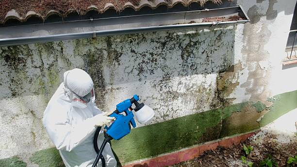 Top rated local Basement Mold Removal specialists in Dayton, OR